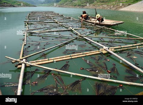 永安魚莊怎麼樣，它的魚是不是從天上掉下來的？